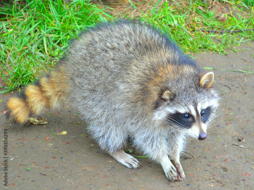 Naklejka premium Raccoon in the green country side. Closeup. Farm life