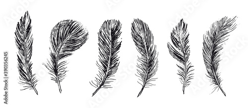 Feathers set on white background. Hand drawn sketch style.	