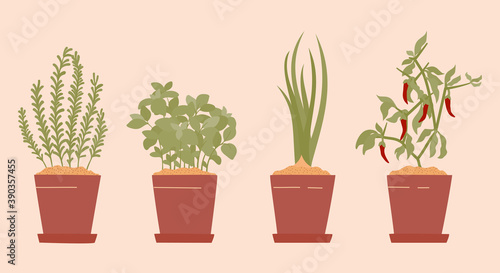Potted rosemary, basil, spring onion and chilli. Indoor garden horticulture in home. Green herb garden on your kitchen, potherb - vector illustration in cute cartoon style