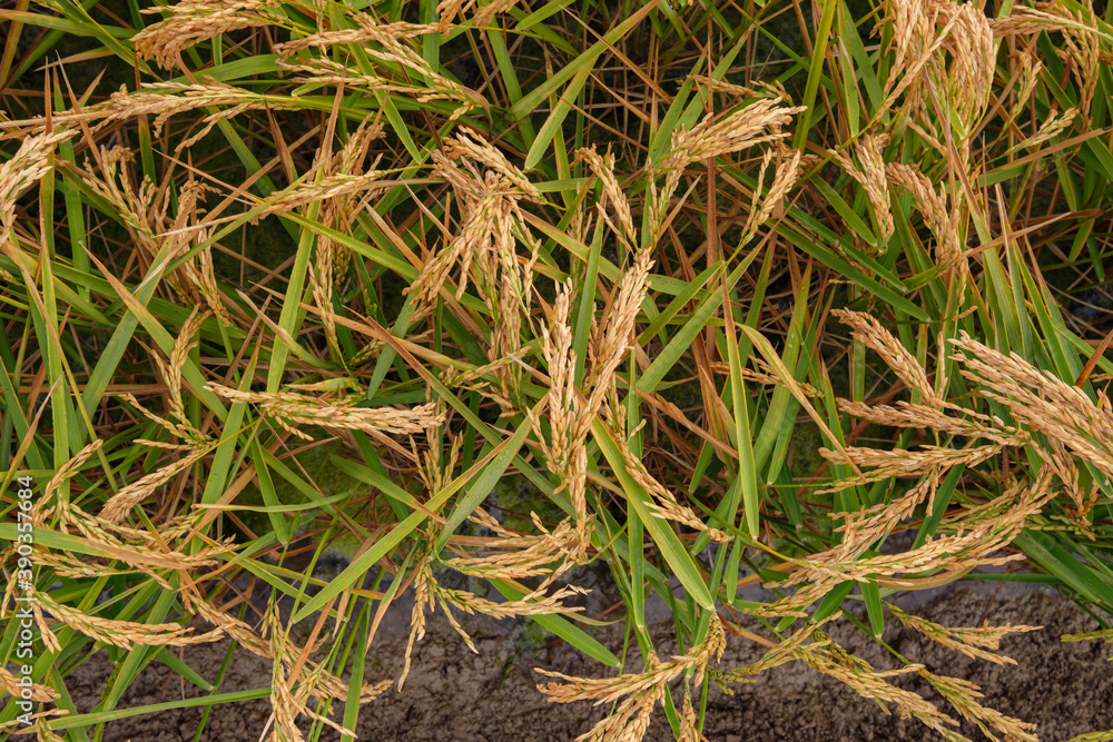 rice plant in field