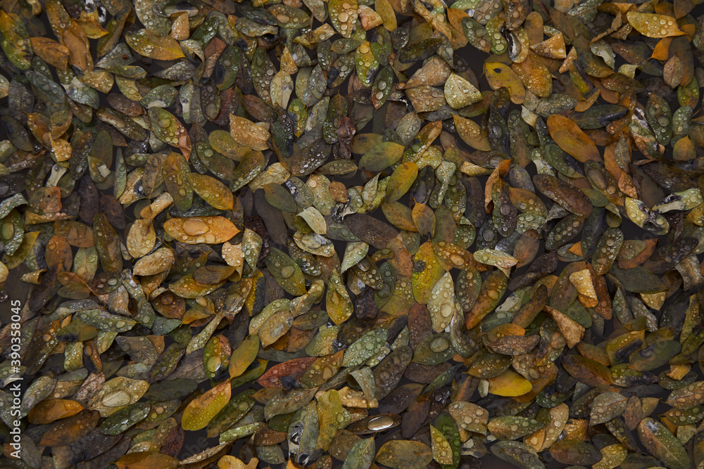 Wet autumn leaves in puddle with water drops. Autumn background Wet autumn leaves in puddle with water drops. Autumn background