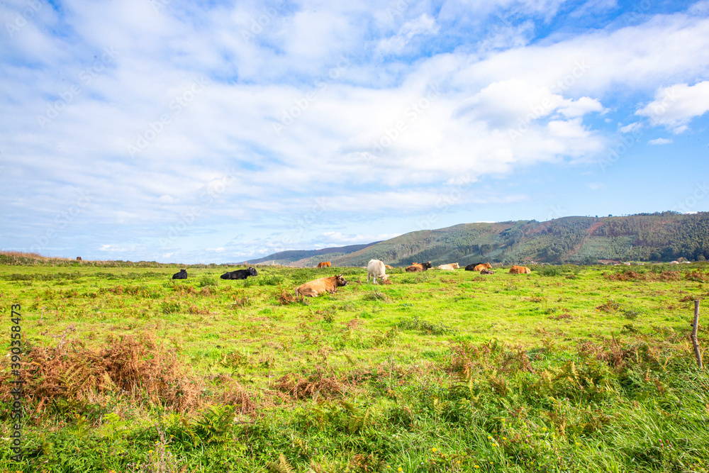 Vacas pastando y comiendo en medio del campo en un día de sol
