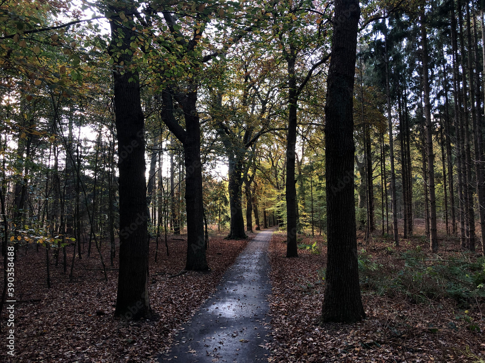 Obraz premium Autumn forest around Oranjewoud