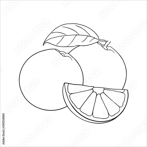 Orange outline vector illustration. Isolated black linear icon of a whole orange with leaf, a whole orange without leaves and a slice of an orange. Three oranges on white background.