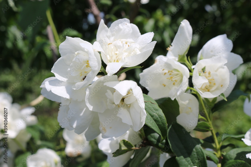 White fragrant flowers bloomed on a jasmine bush in a summer garden
White fragrant flowers bloomed on a jasmine bush in a summer garden