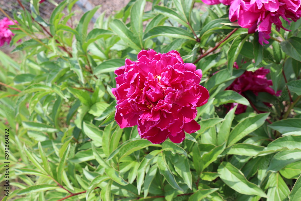 Bright pink peonies blooming in the summer garden
Bright pink peonies blooming in the summer garden