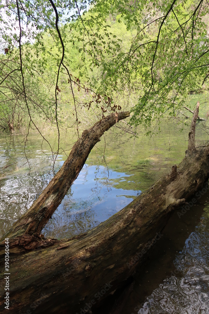 Fototapeta premium Beautiful landscape with a tree in the water