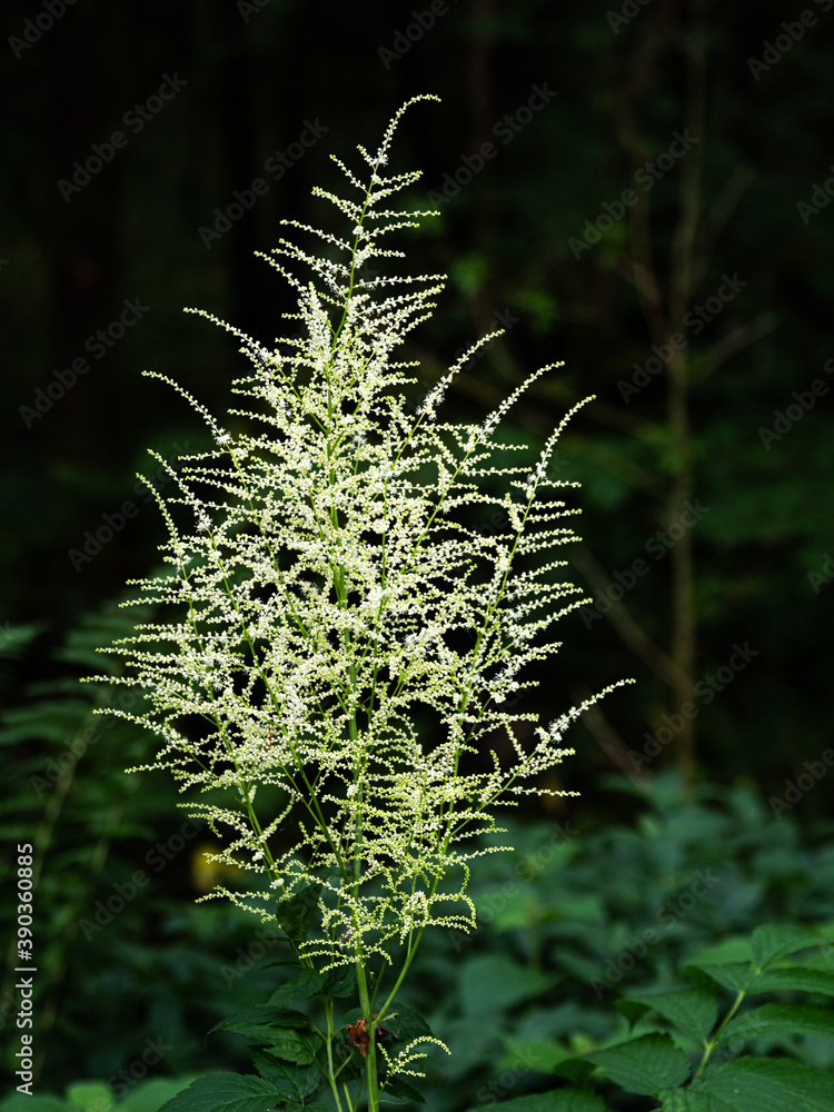 Goats Beard or Aruncus dioicus is a hardy perennial bearing fern-like foliage, from which plumes of cream-white, astilbe-like flowers appear in summer Goats Beard or Aruncus dioicus is a hardy perennial bearing fern-like foliage, from which plumes of cream-white, astilbe-like flowers appear in summer