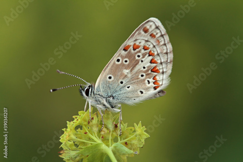 Wallpaper Mural Multi-eyed forest butterfly / Polyommatus artaxerxes Torontodigital.ca