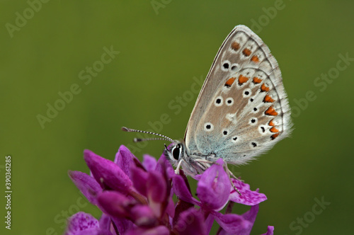 Multi-eyed forest butterfly / Polyommatus artaxerxes