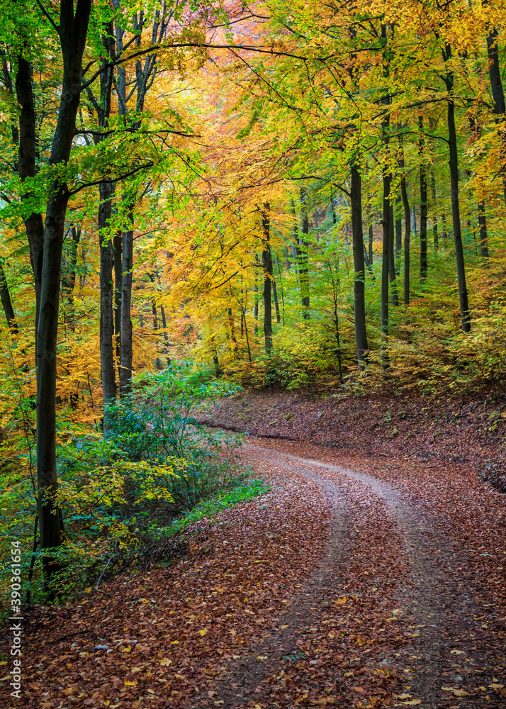 Waldweg im Herbstlichen Rotbuchenwald am Albtrauf (Schwäbische Alb) | Rotbuche (Fagus sylvatica) / European beech common beech 