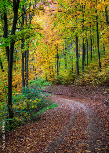 Waldweg im Herbstlichen Rotbuchenwald am Albtrauf  Schw  bische Alb    Rotbuche  Fagus sylvatica    European beech common beech 