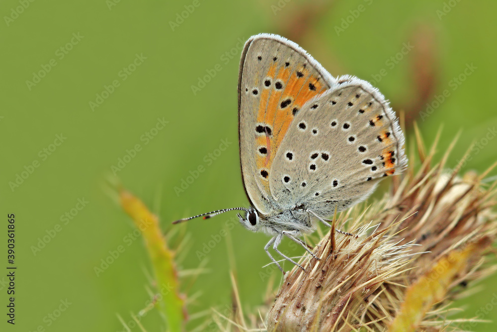 Fototapeta premium Little Fire butterfly / Lycaena thersamon