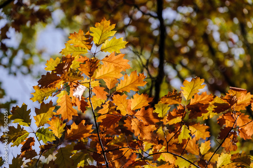 Roteichenwäldchen im Herbst (Quercus rubra) Amerikanische Rot-Eiche, Standort: BaWü, Deutschland | red oak forest in autumn in Germany