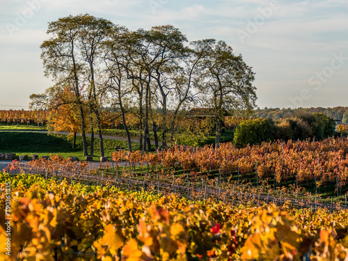 Wallpaper Mural Weinberge im Herbst Torontodigital.ca