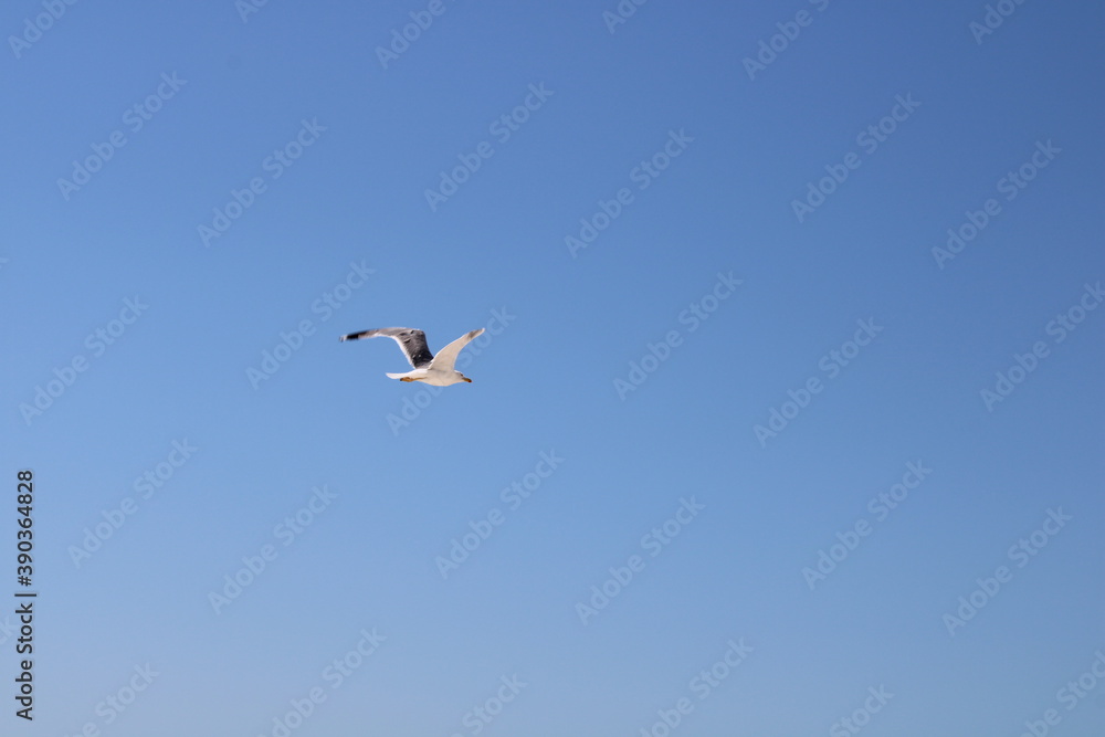 Fototapeta premium seagull in flight