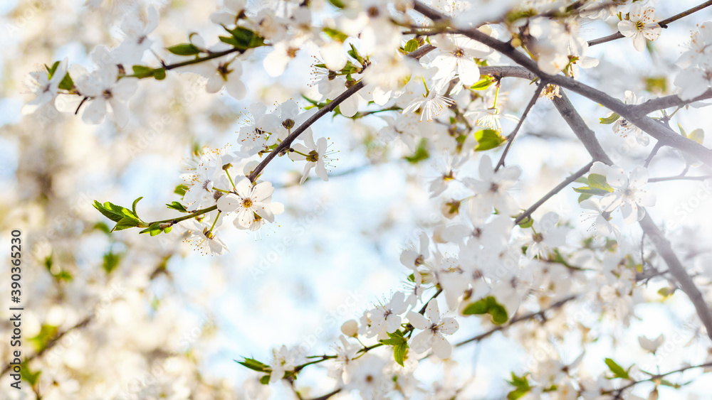 Beautiful branch with white flowers over blurred blossoming background on sunny spring day, small depth of focus. Tree blooming in spring.