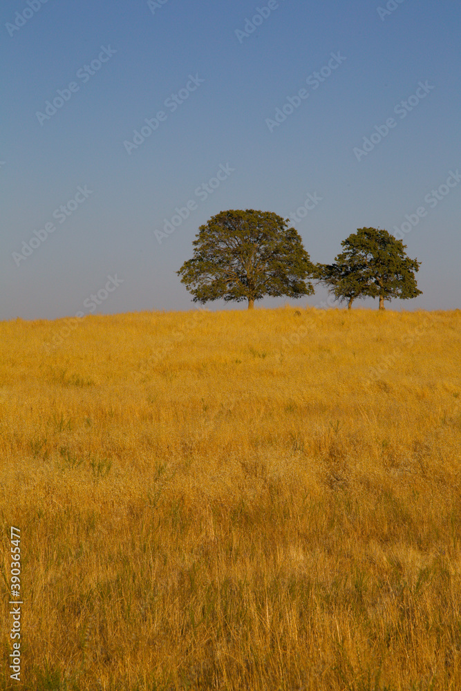 Fototapeta premium yellow field at the sunset light