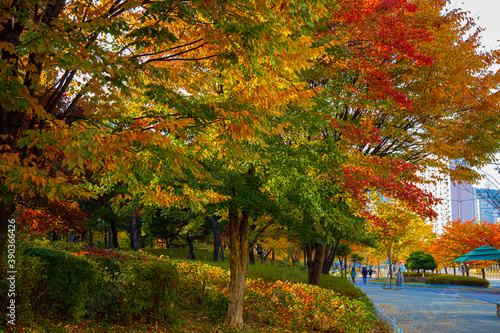 autumn color