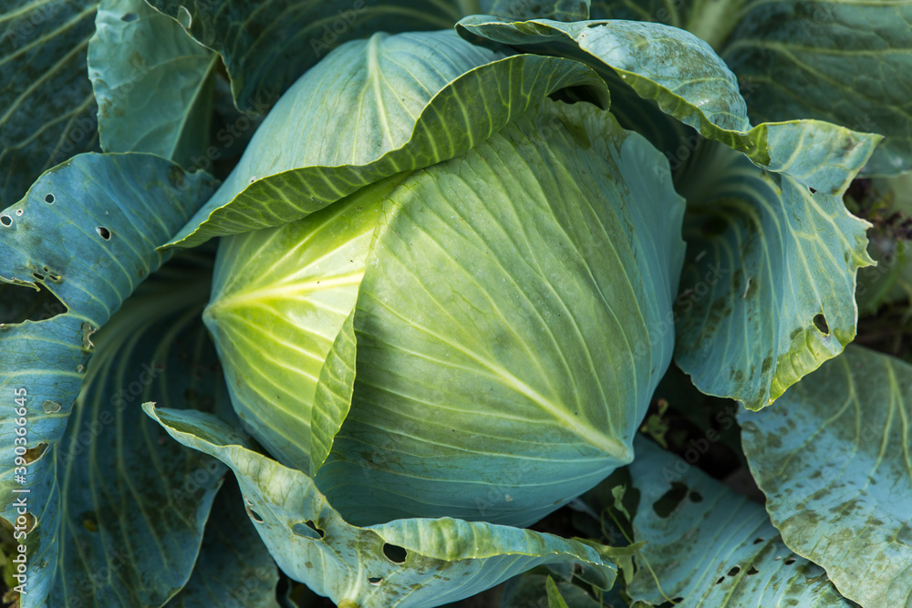 Fototapeta premium white cabbage in the garden. Concept of agriculture and harvesting. Cabbage head close up