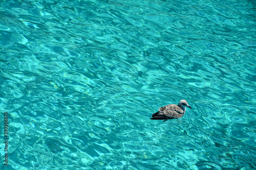 A small seagull with feathers still gray in the wonderful waters of the Baia dei Conigli in Lampedusa in Sicily.