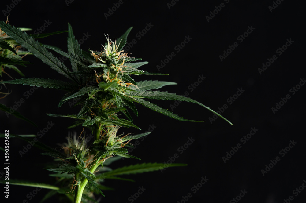 Close-up Green plant of marijuana. Legal cannabis cultivation. Medical indica with CBD Close-up Green plant of marijuana. Legal cannabis cultivation. Medical indica with CBD