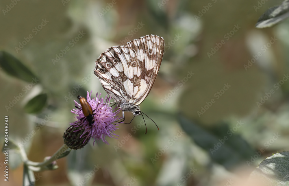 Fototapeta premium Forest Angel butterfly / Melanargia galathea
