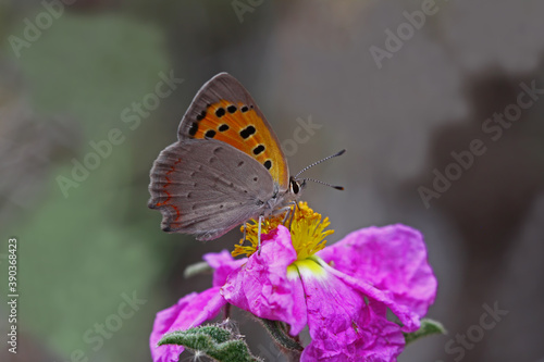Spotted Copper butterfly / Lycaena phlaeas