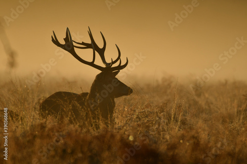 Face to face with Red deer
