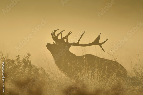 Face to face with Red deer
