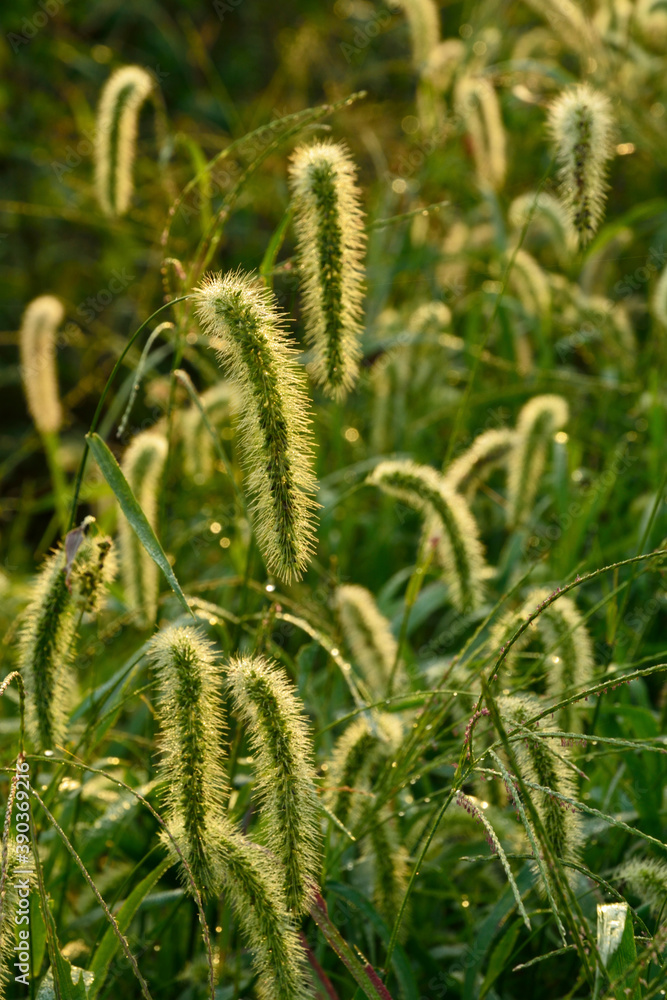 植物・アキノエノコログサ イネ科 植物・アキノエノコログサ イネ科