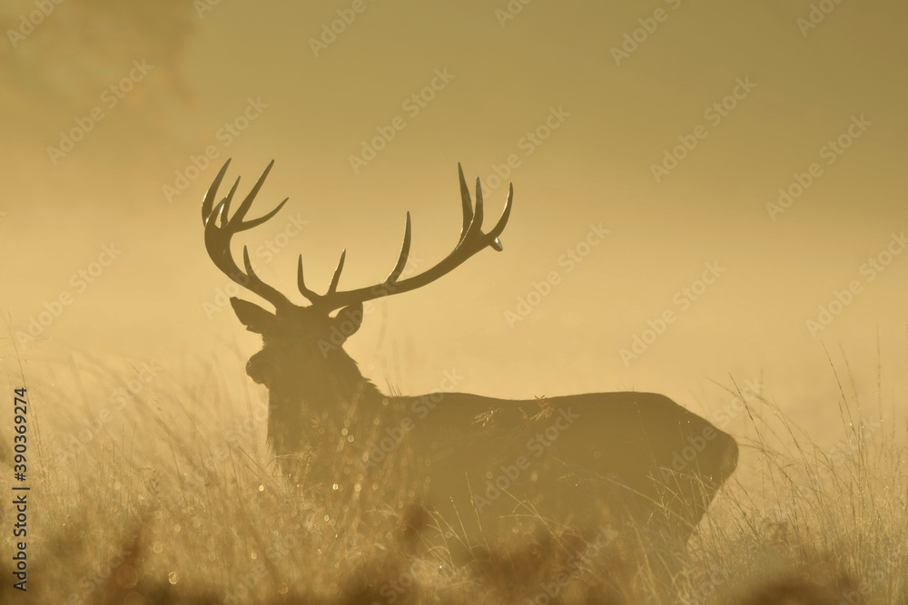 Face to face with Red deer Face to face with Red deer