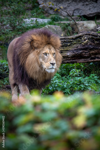 Portrait von L  wen im Tierpark