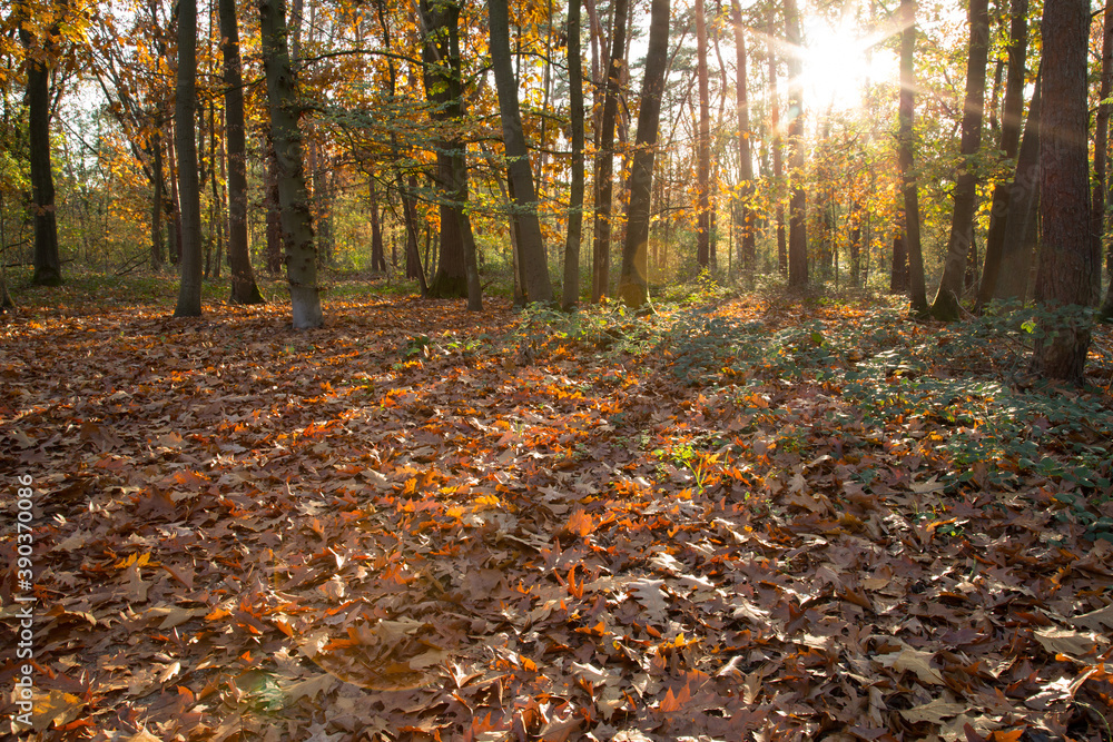 autumn in the forest and sunbeams make their way through fall foliage autumn in the forest and sunbeams make their way through fall foliage