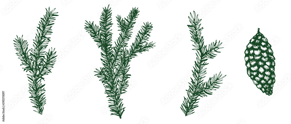 Set of vector fir tree branches. Christmas spruce collection. Realistic green silhouettes of conifer branches and cones on white background. Design elements for festive, New Year, botanical decoration