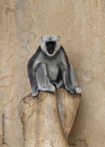 Hanuman Langur Indian Monkey sitting on a Rock © ctppix
