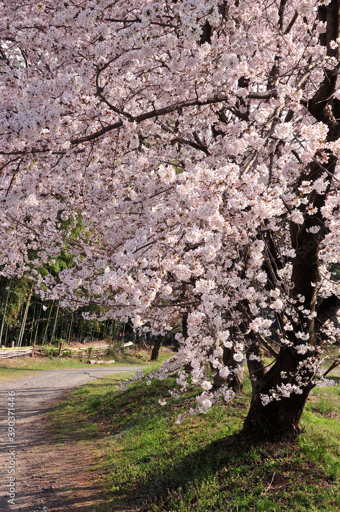 桜 桜