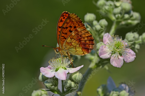 Fotografie, Obraz Blackberry Brentisi butterfly / Brenthis daphne