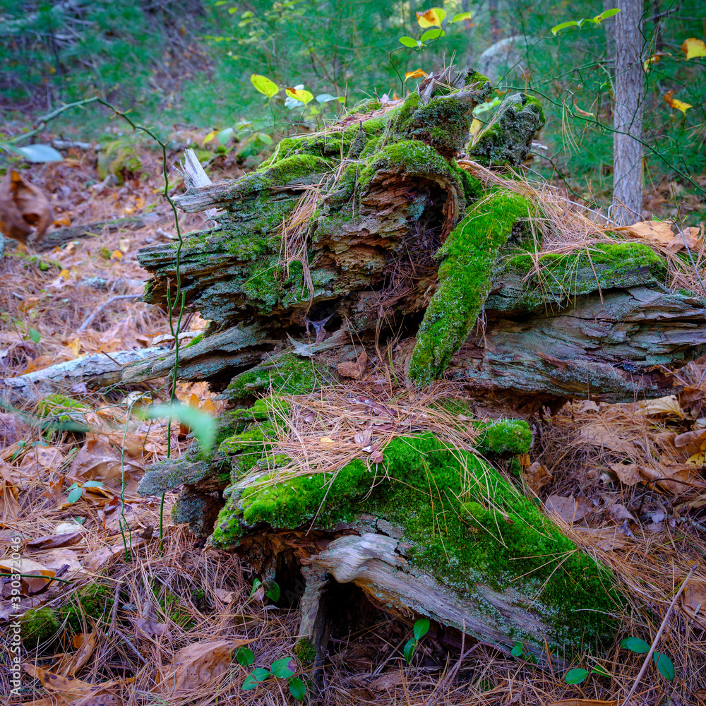 Green Moss Covered Dead Wood in the Forest Green Moss Covered Dead Wood in the Forest