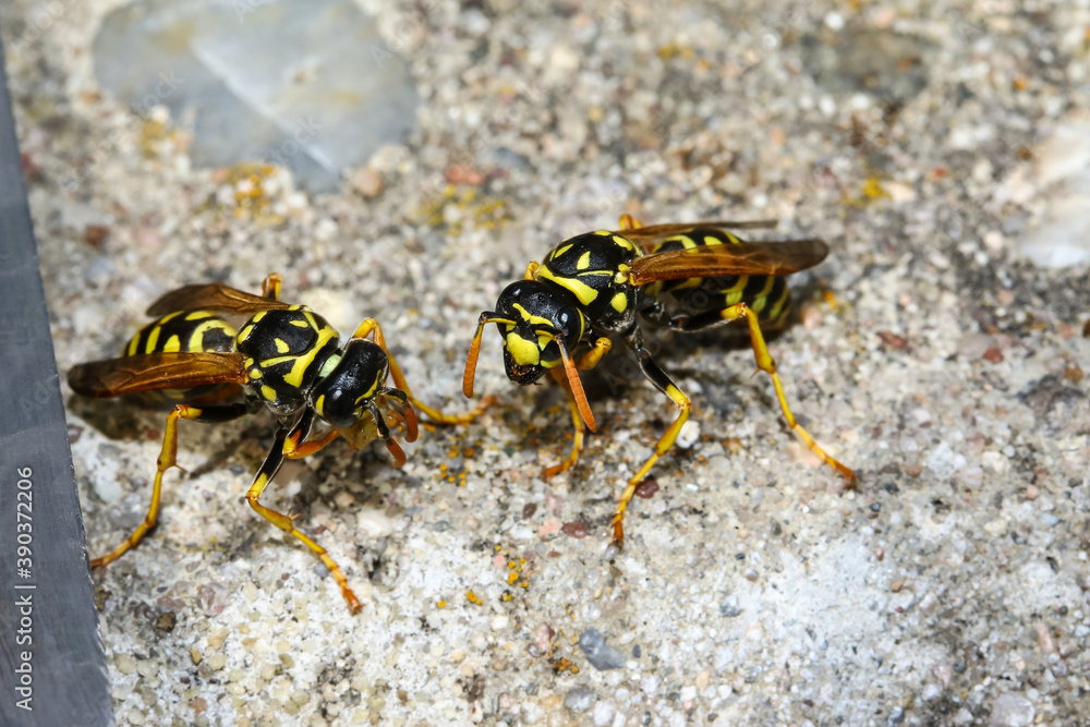 Feldwespen vor ihrem Bau in einer Metallröhre, Polistes bischoffi Feldwespen vor ihrem Bau in einer Metallröhre, Polistes bischoffi