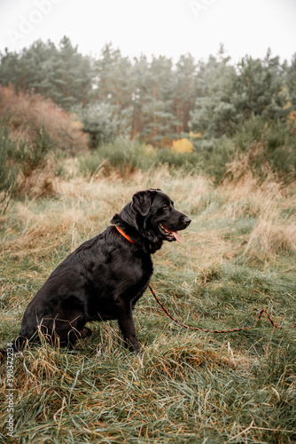 Black labrador dog on a walk in the forest