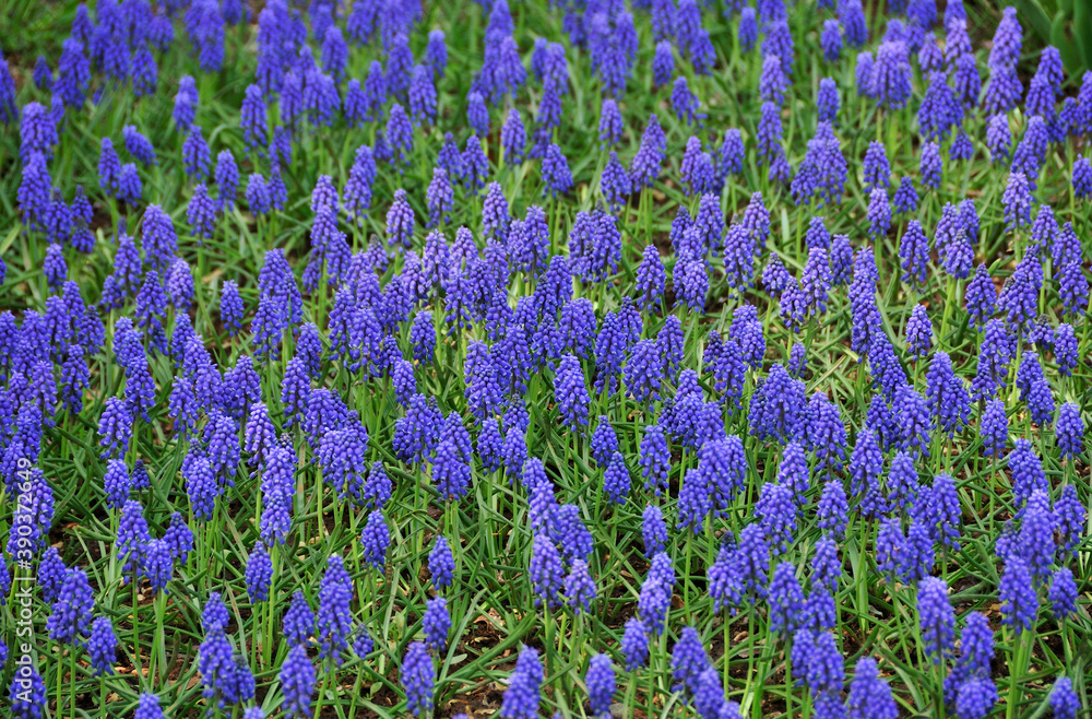 Naklejka premium ムスカリ
