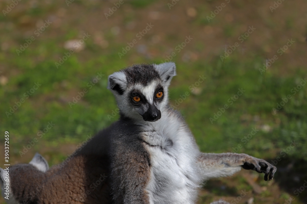 Obraz premium Ring-tailed Lemur ; Lemur catta