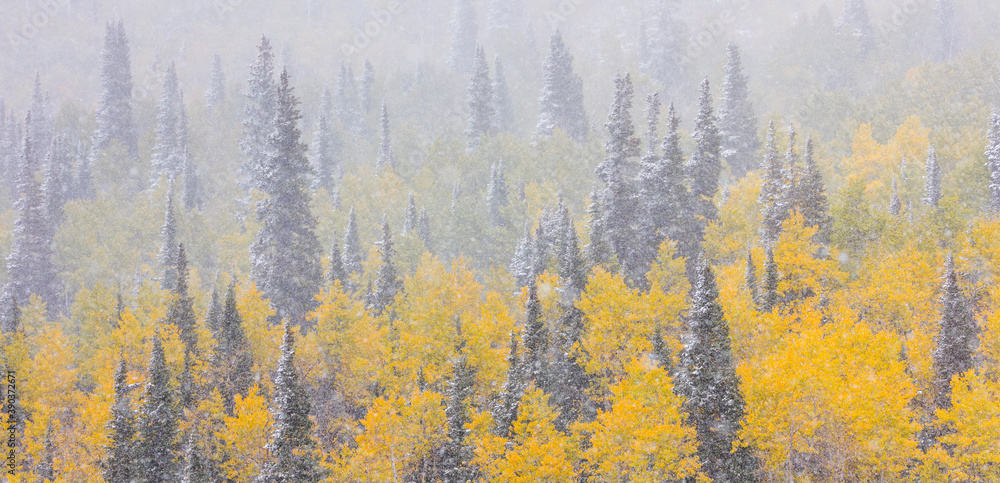 Snowing in the forest. Autumn. Big Cottonwood Canyon, Wasatch Range, Salt Lake City, Utah, Usa, America Snowing in the forest. Autumn. Big Cottonwood Canyon, Wasatch Range, Salt Lake City, Utah, Usa, America