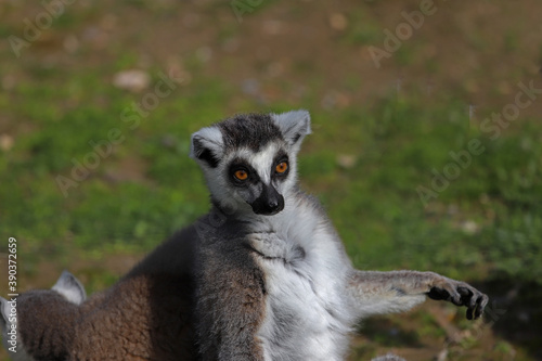 Ring-tailed Lemur   Lemur catta