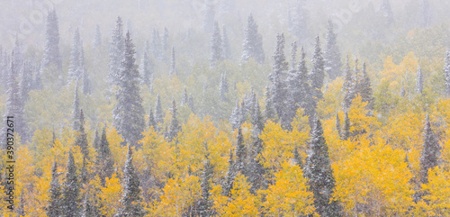 Snowing in the forest. Autumn. Big Cottonwood Canyon, Wasatch Range, Salt Lake City, Utah, Usa, America