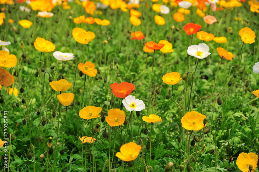 ポピーの花畑 ポピーの花畑