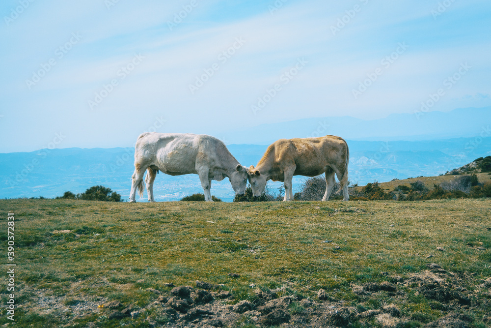 Two cows with closed eyes putting their heads together fondly