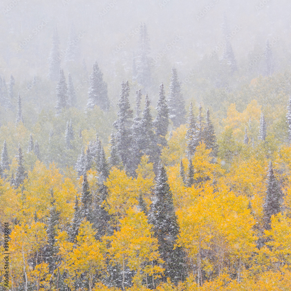 Snowing in the forest. Autumn. Big Cottonwood Canyon, Wasatch Range, Salt Lake City, Utah, Usa, America Snowing in the forest. Autumn. Big Cottonwood Canyon, Wasatch Range, Salt Lake City, Utah, Usa, America