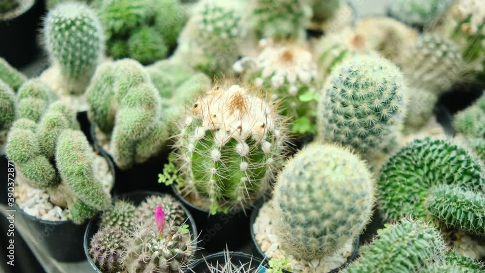 sugar palm leaf, Green prickly cactus top view, on light sunset nature background. Cactuses in the greenhouse. sugar palm leaf, Green prickly cactus top view, on light sunset nature background. Cactuses in the greenhouse.